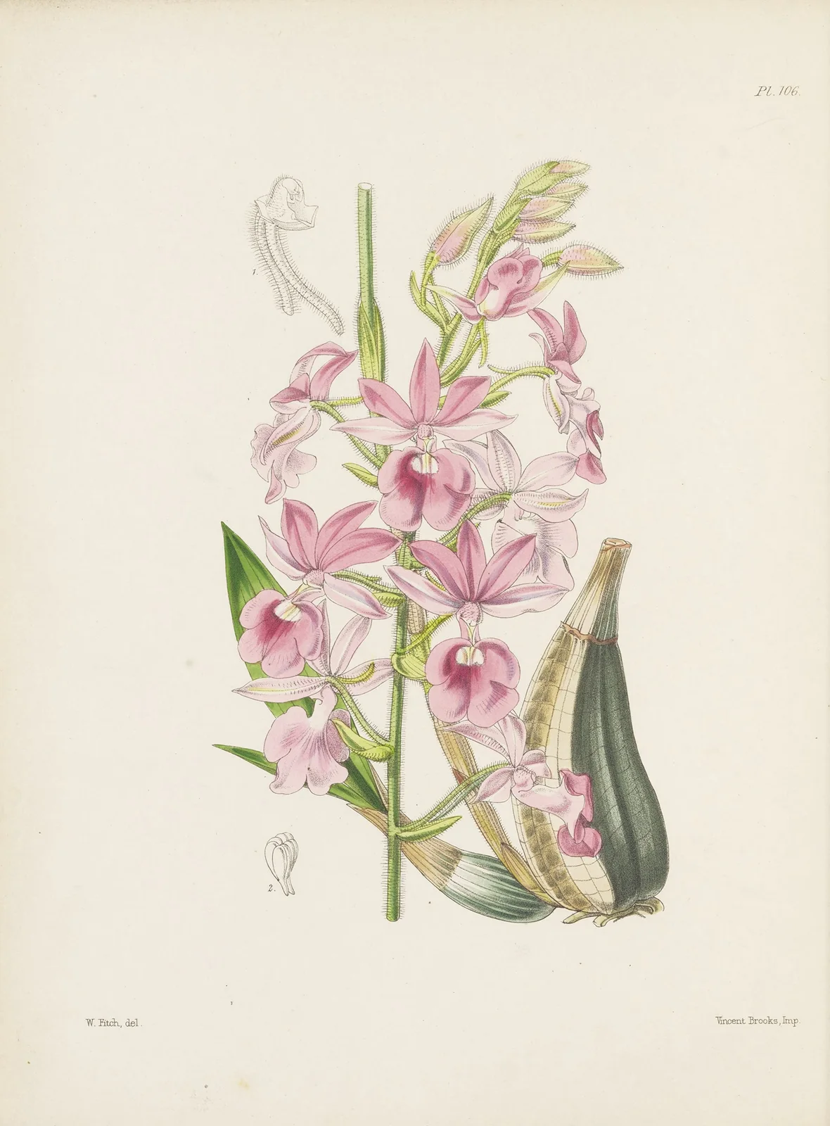 Mr. Veitch’s Calanthe (Calanthe veitchii) av James Bateman