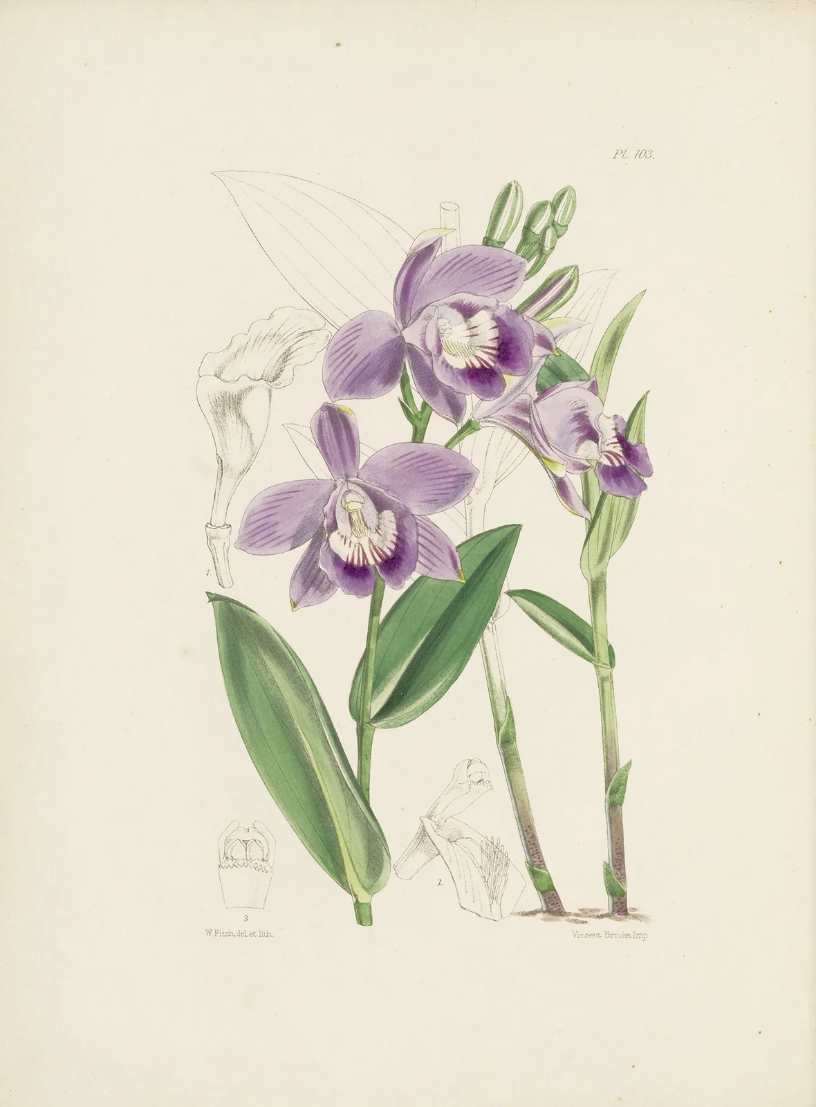 Mr. Williams’s Epistephium (Epistephium williamsii) av James Bateman