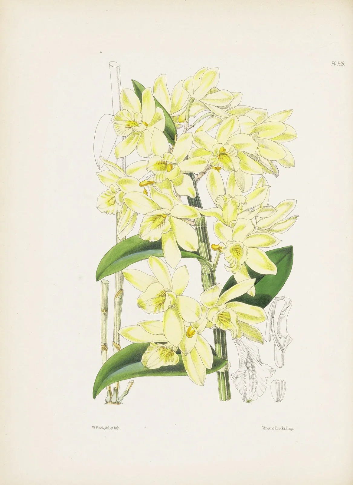 Pale yellowish-flowered Dendrobium (Dendrobium luteolum) av James Bateman