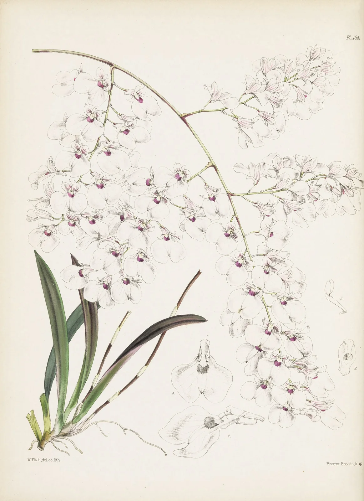 Panicled lonopsis (Lonopsis paniculata) av James Bateman