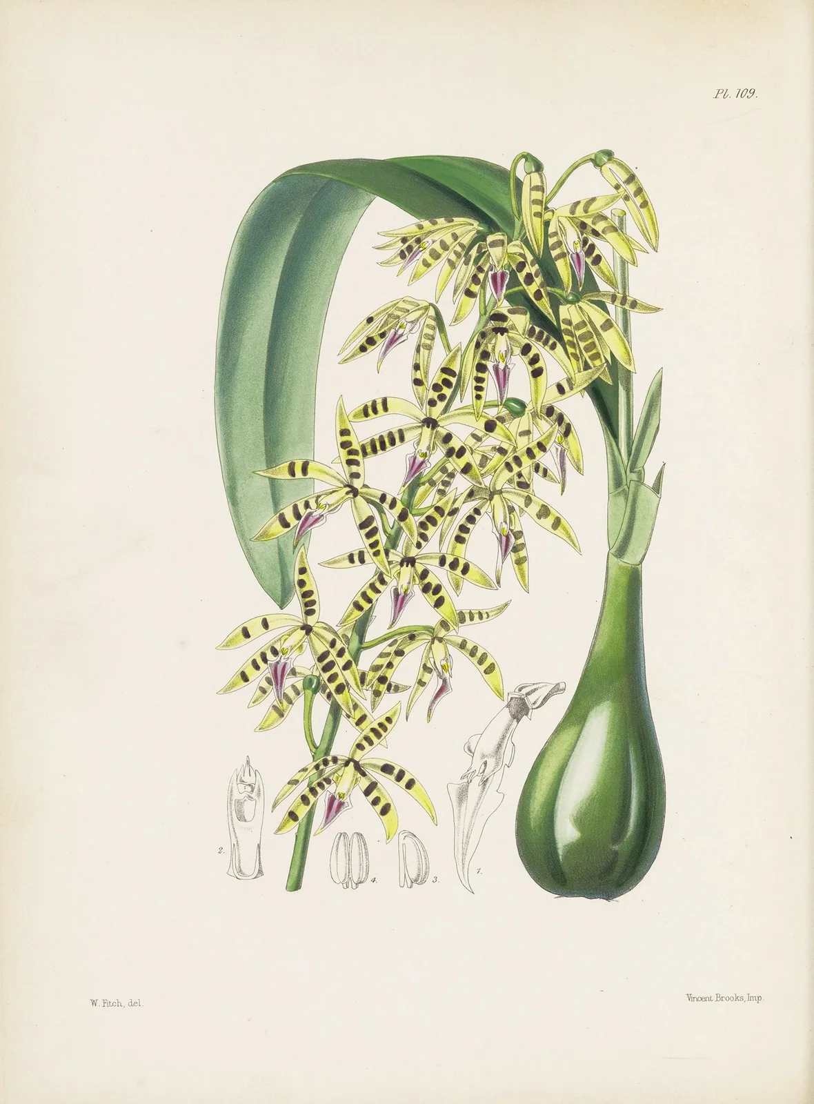 Prism-fruited Epidendrum (Epidendrum prismatocarpum) av James Bateman