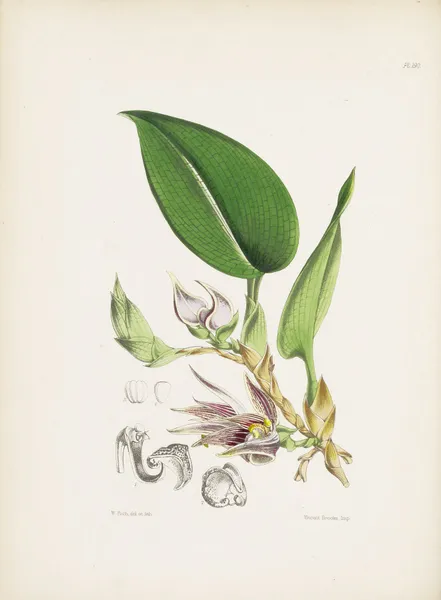 Reticulated-leaved Bolbophyllum (Bolbophyllum reticulatum) av James Bateman