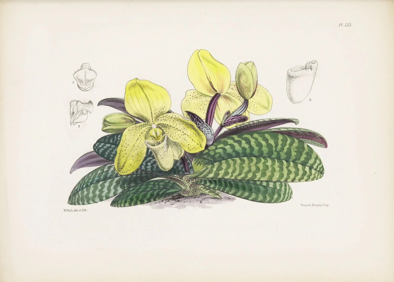 Self-coloured Lady’s-slipper (Cypripedium concolor) av James Bateman