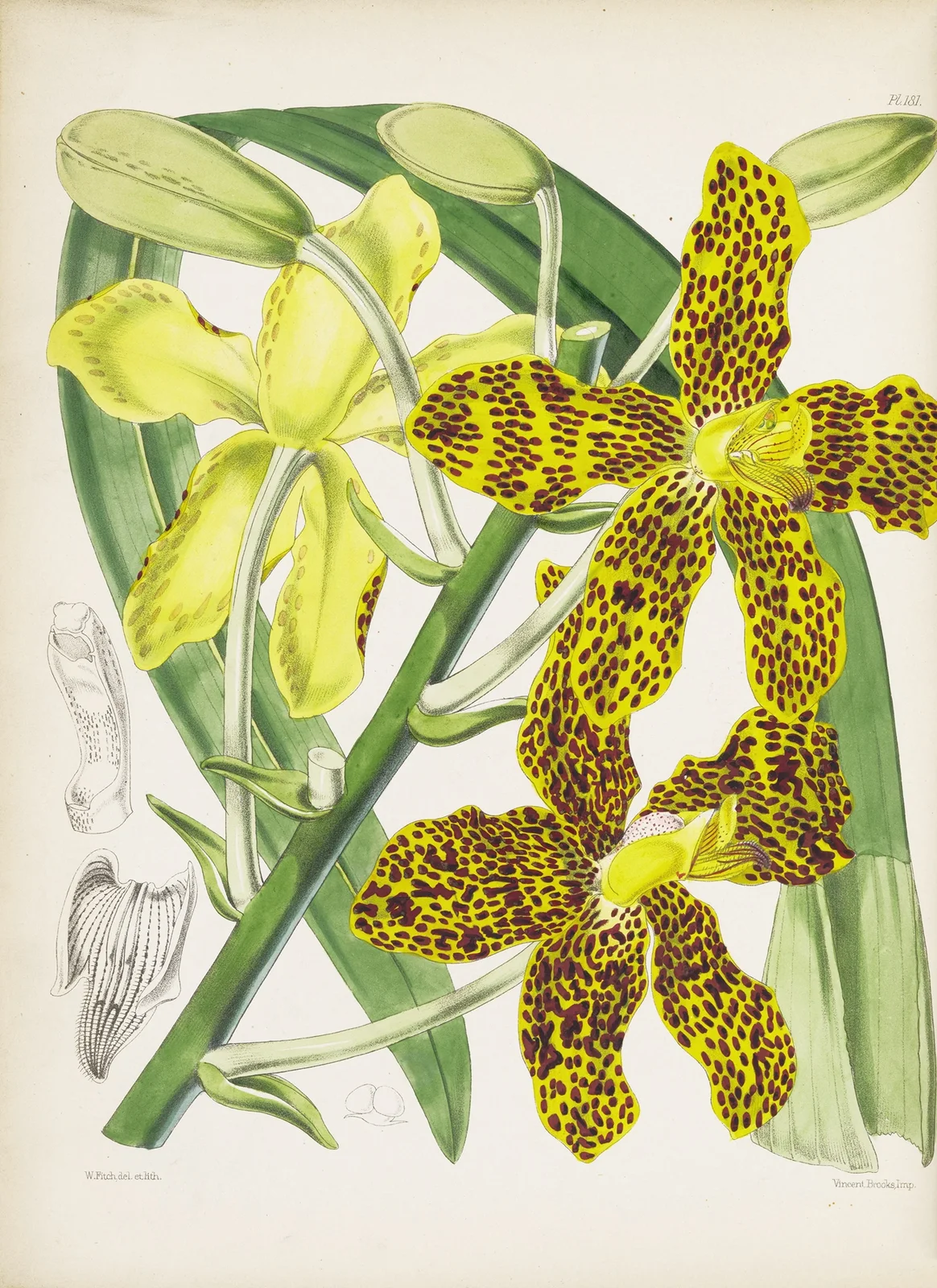 Showy Grammatophyllum (Grammatophyllum speciosum) av James Bateman