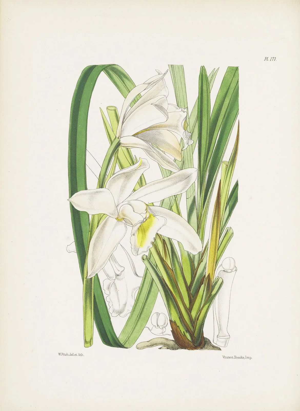 The Ivory Cymbidium (Cymbidium eburneum) av James Bateman