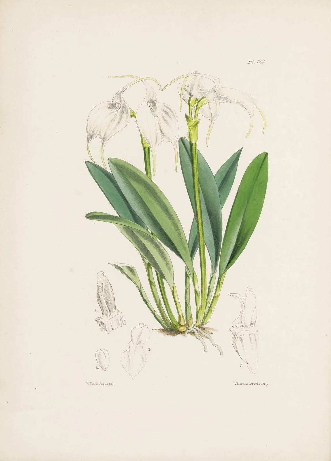 The Tovar Masdevallia (Masdevallia tovarensis) av James Bateman