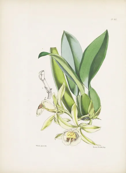 The Turialva Trichopilia (Trichopilia turialvae) av James Bateman