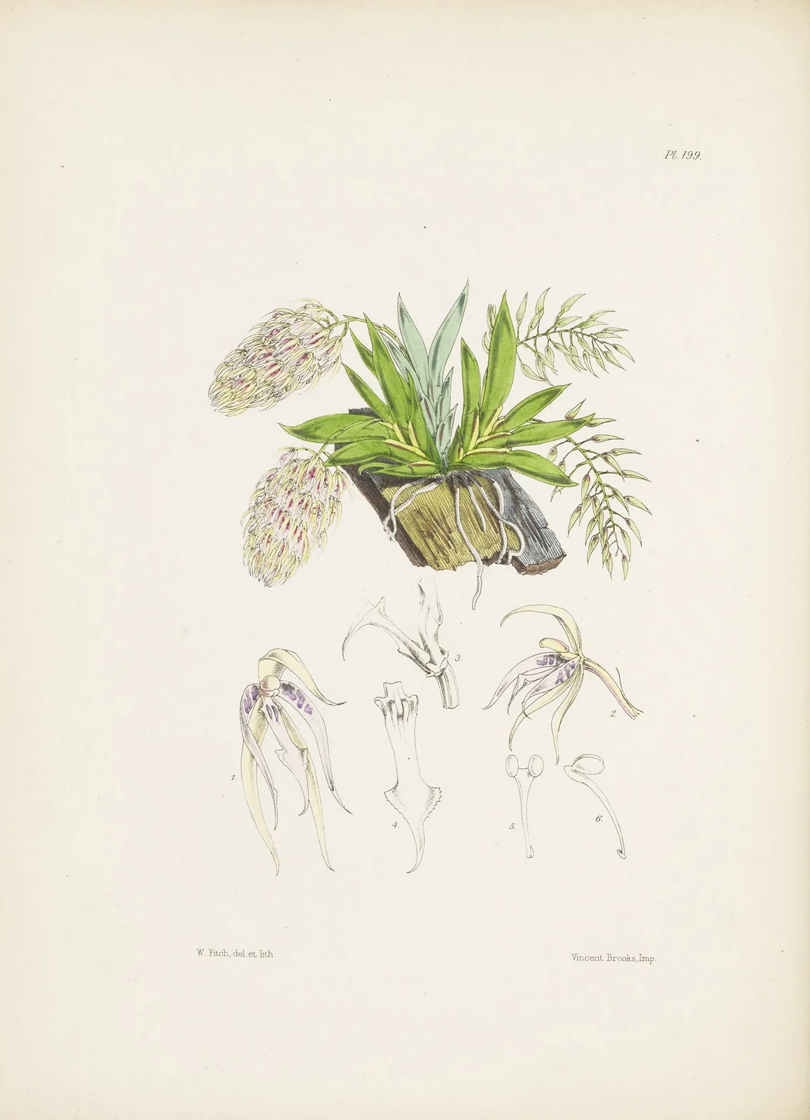 Two-coloured Notylia (Notylia bicolor) av James Bateman