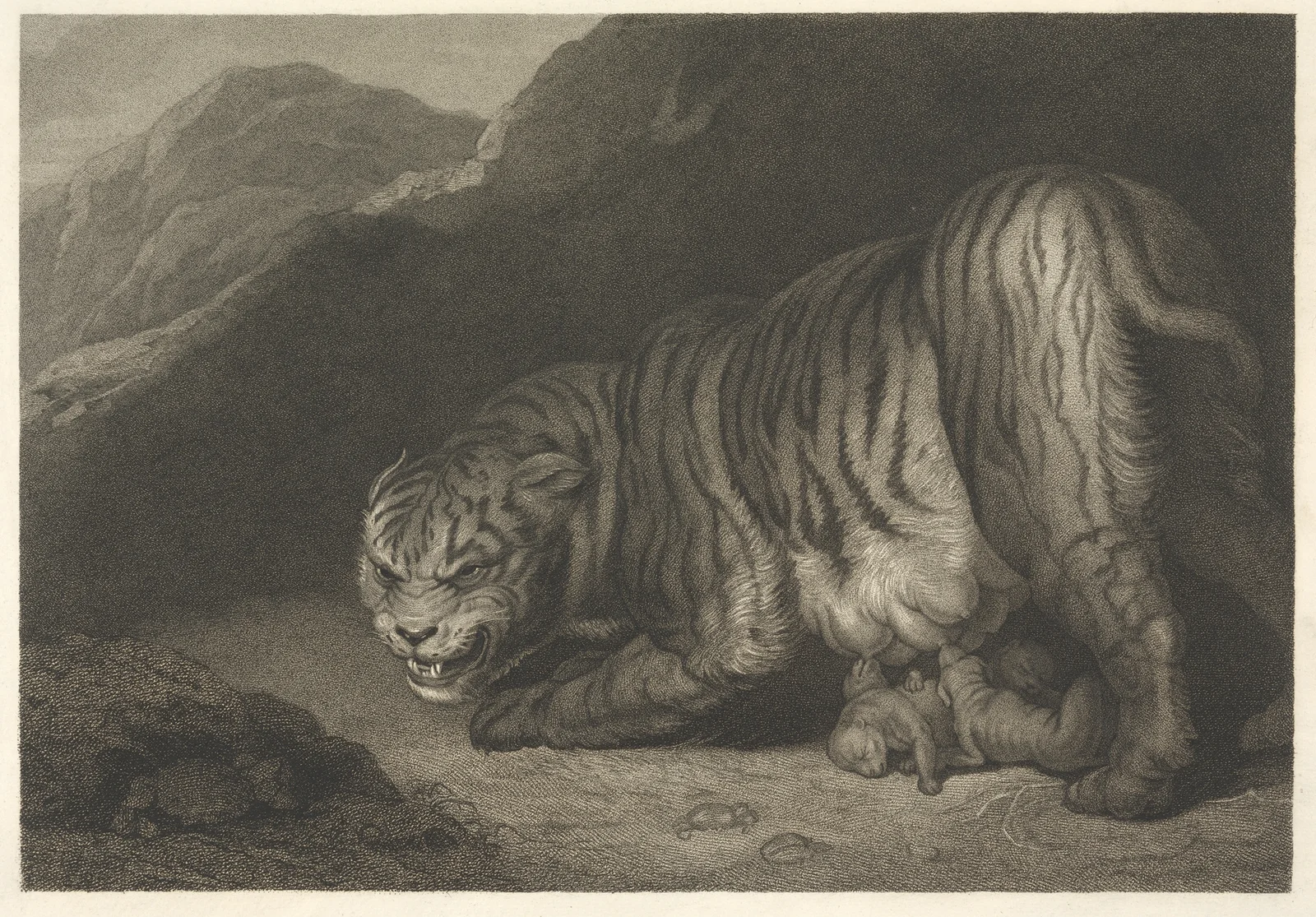 Tigress av James Northcote