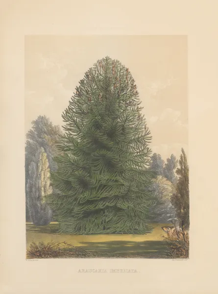 Araucaria imbricata av Edward James Ravenscroft