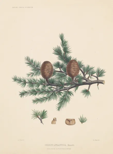 Cedrus atlantica av Edward James Ravenscroft