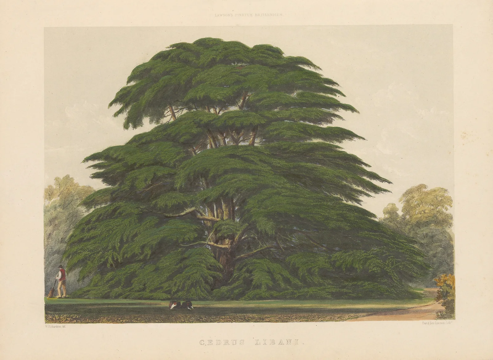 Cedrus libani av Edward James Ravenscroft