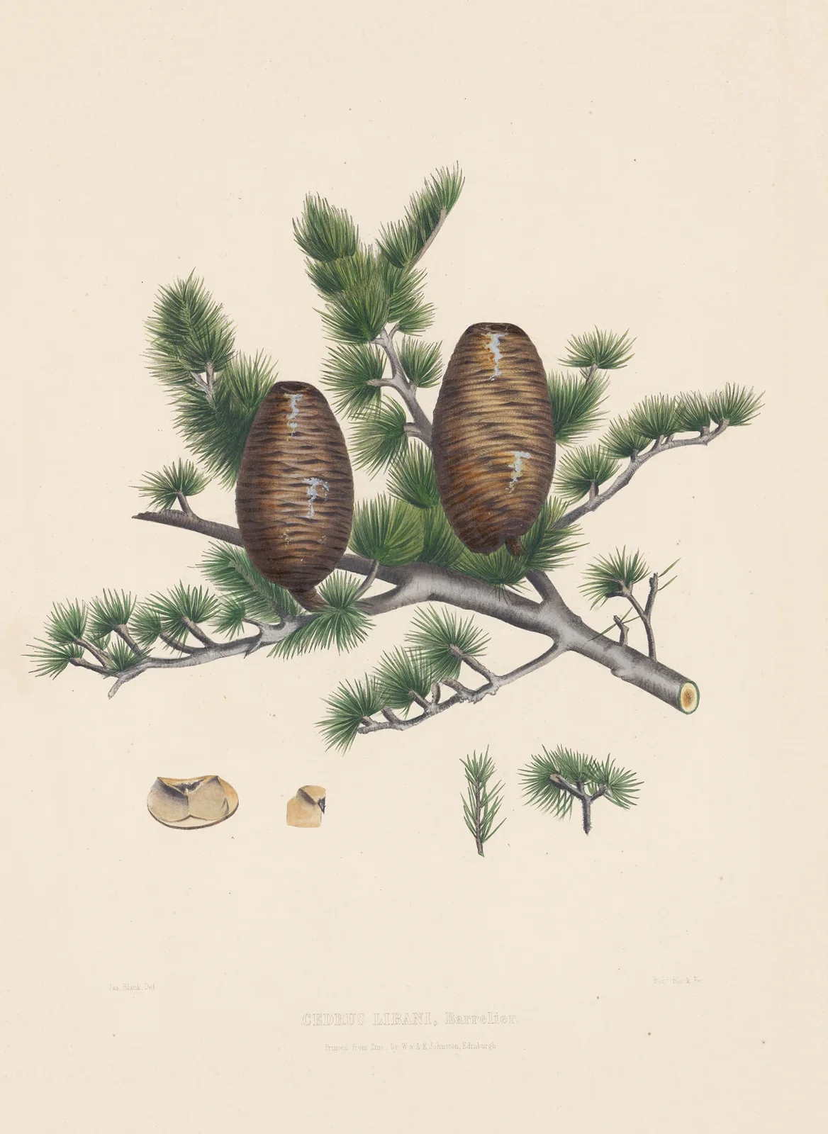 Cedrus libani av Edward James Ravenscroft