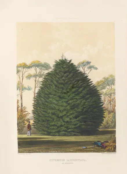 Cupressus lambertiana av Edward James Ravenscroft