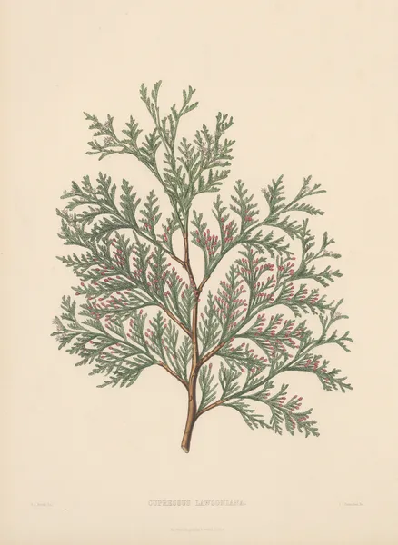 Cupressus Lawsoniana av Edward James Ravenscroft