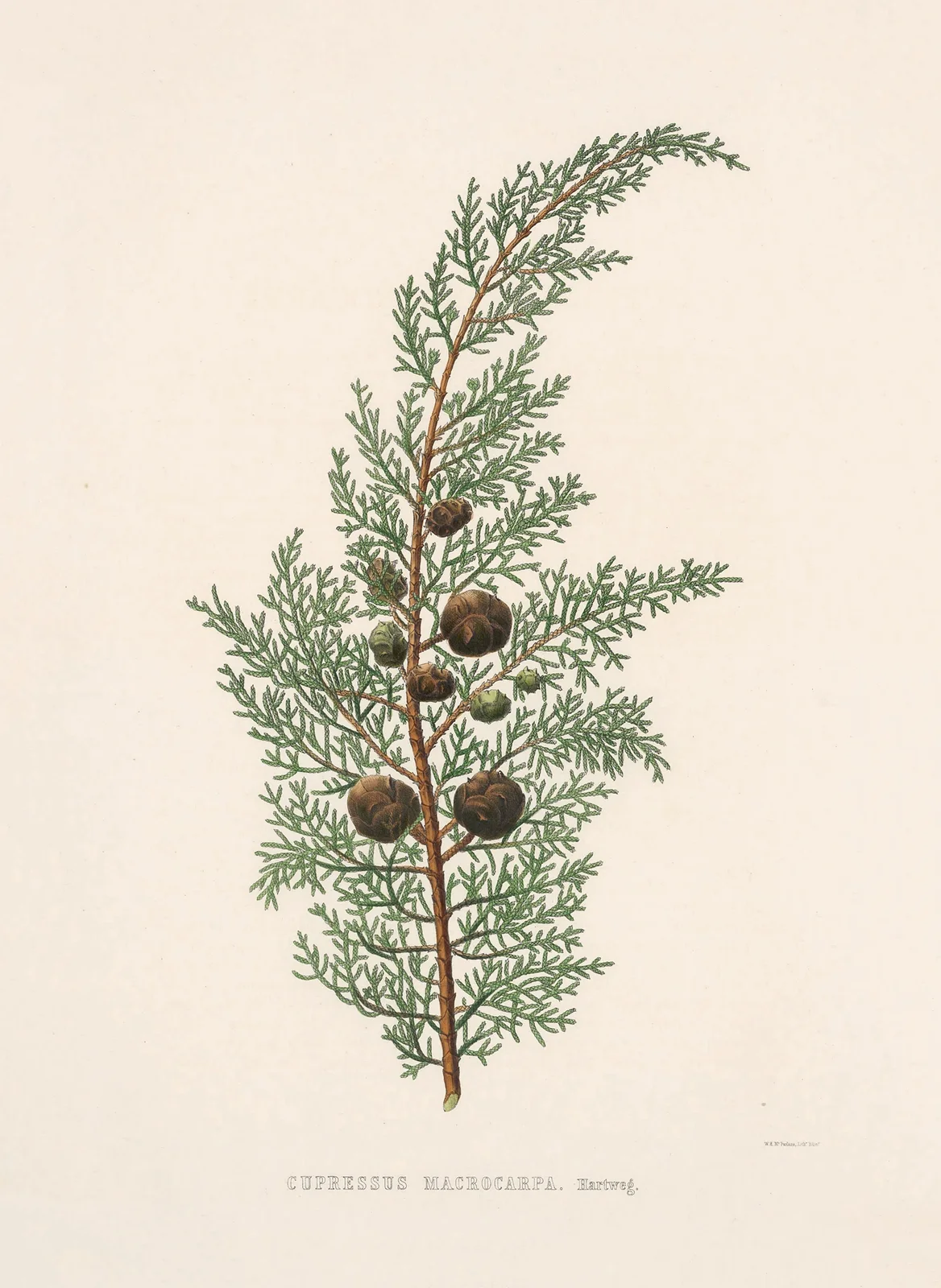 Cupressus macrocarpa av Edward James Ravenscroft