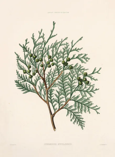 Cupressus nutkaensis av Edward James Ravenscroft