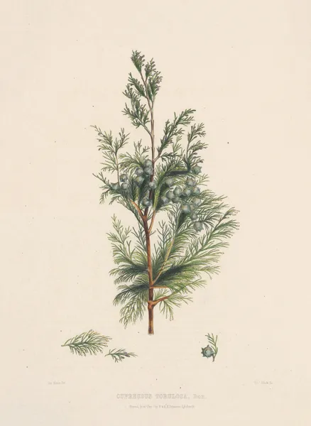 Cupressus torulosa av Edward James Ravenscroft
