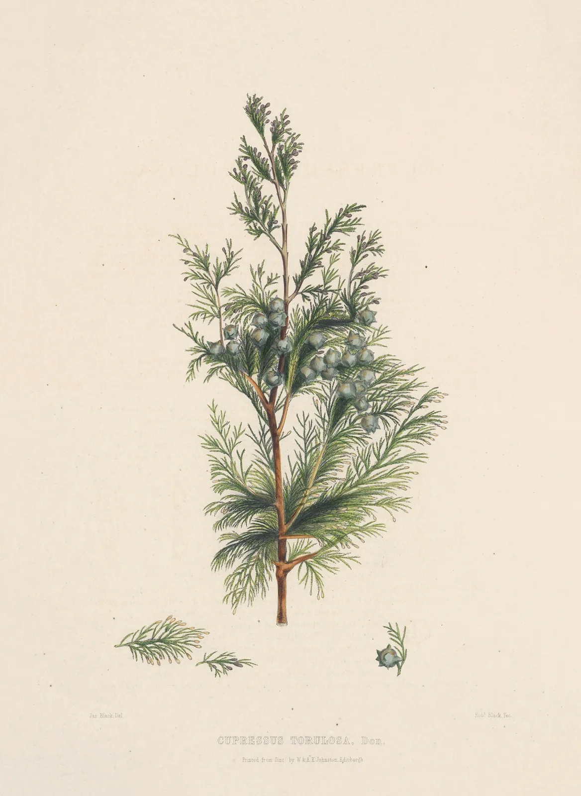 Cupressus torulosa av Edward James Ravenscroft