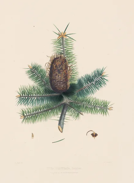 Picea bracteata av Edward James Ravenscroft