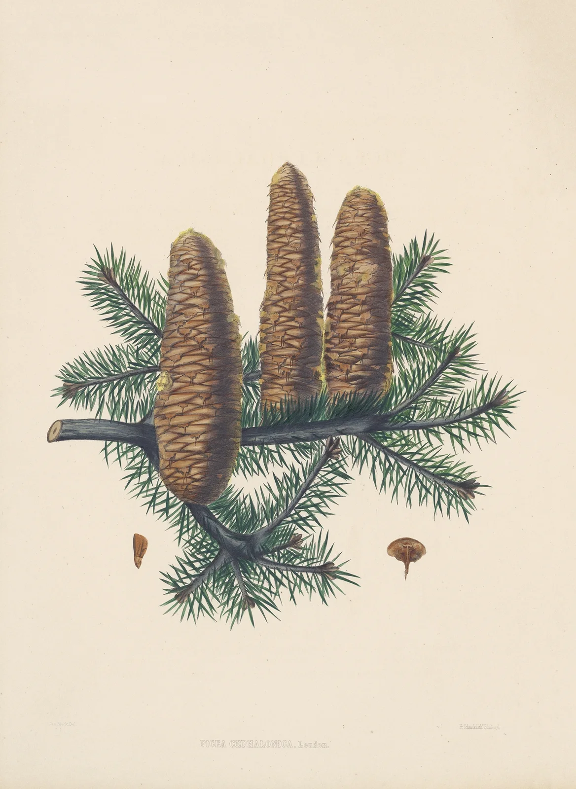 Picea cephalonica av Edward James Ravenscroft