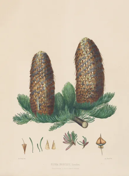 Picea nobilis, 1884 – nr 1 av Edward James Ravenscroft