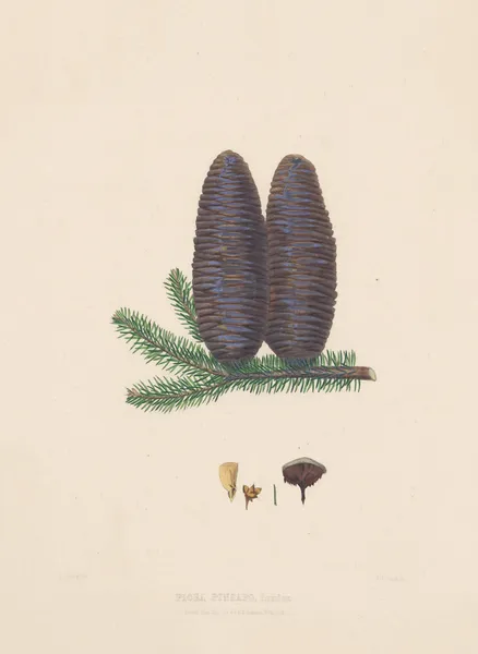 Picea pinsapo av Edward James Ravenscroft