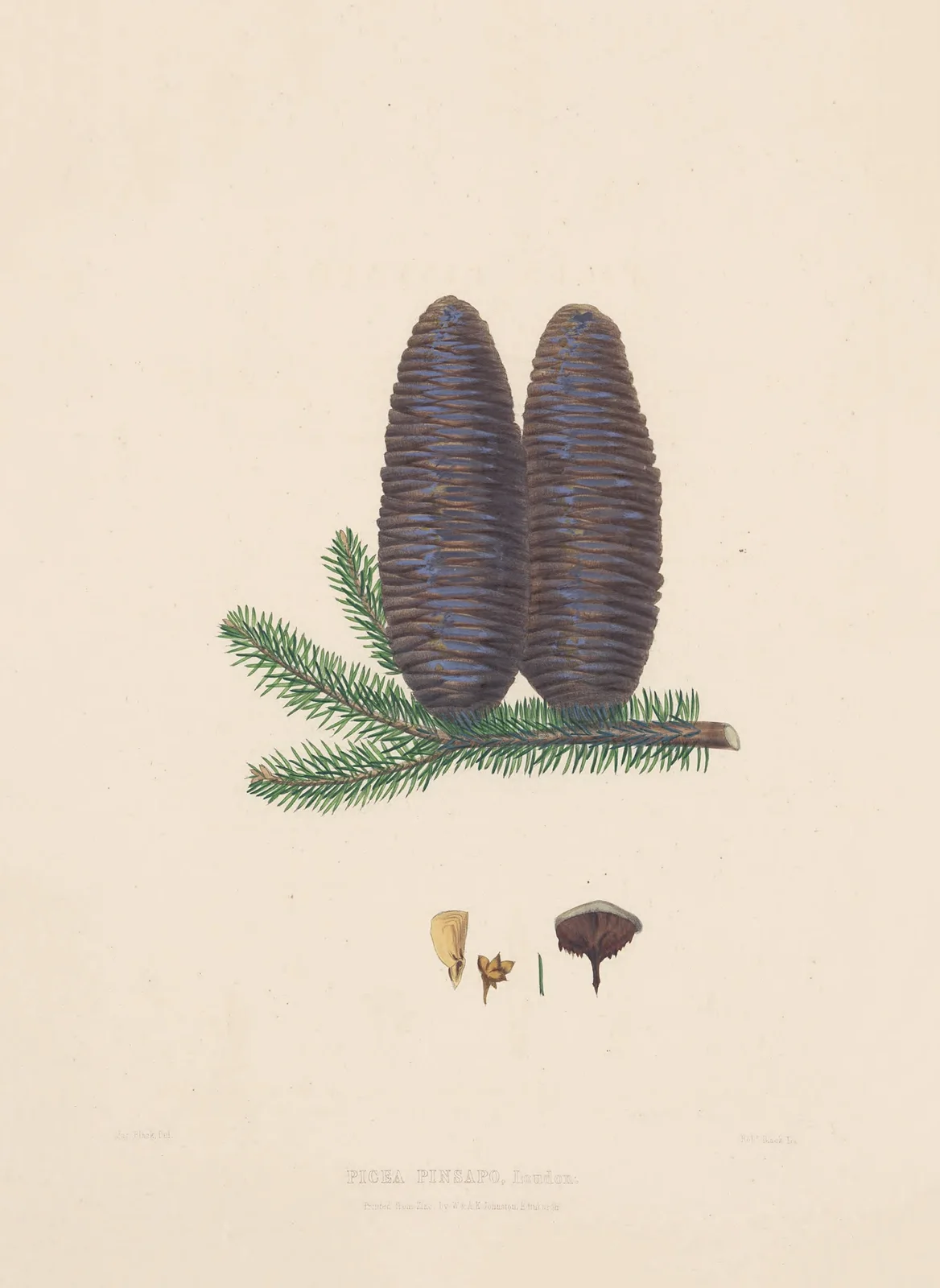 Picea pinsapo av Edward James Ravenscroft
