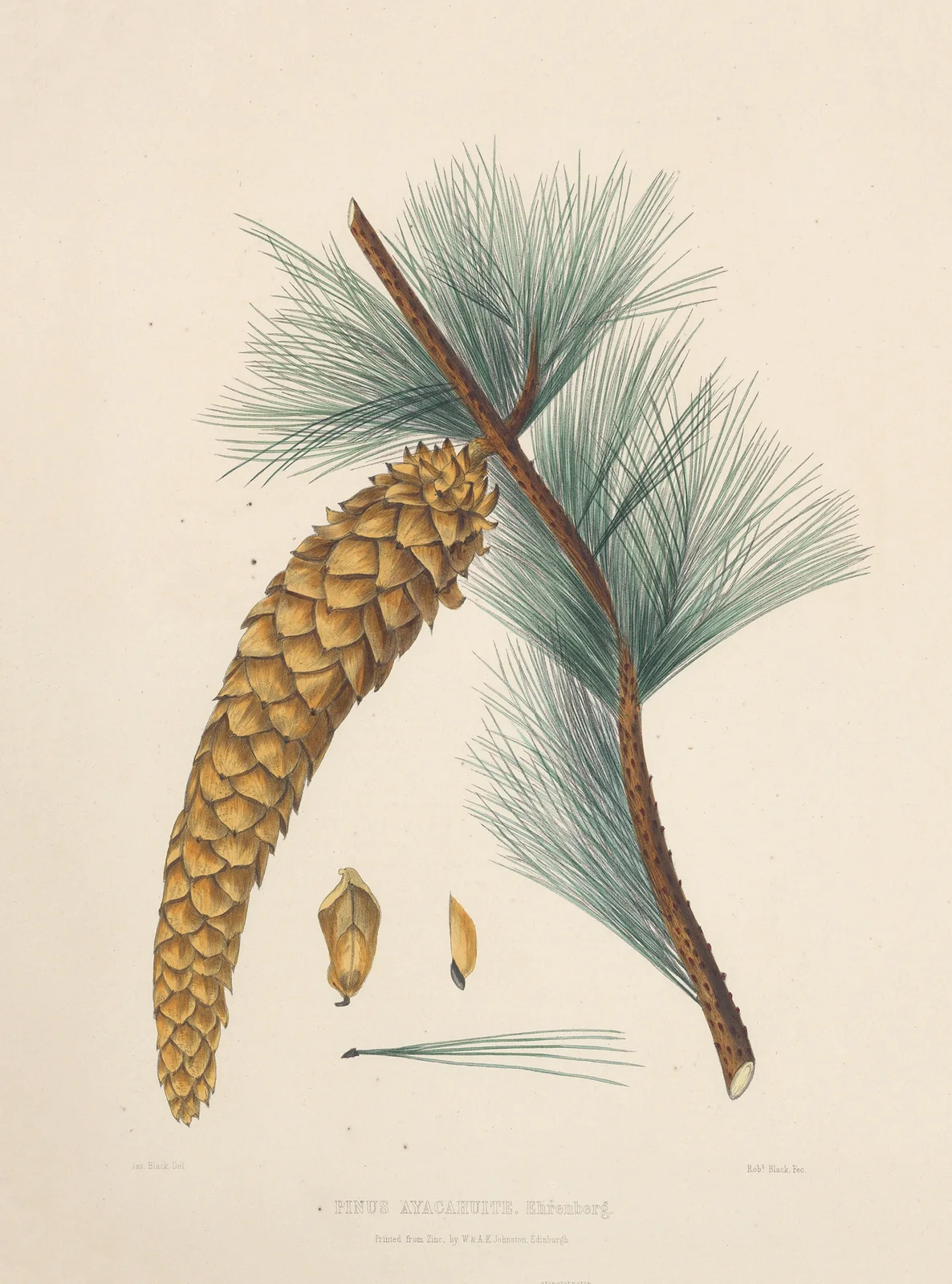 Pinus Ayacahuite av Edward James Ravenscroft