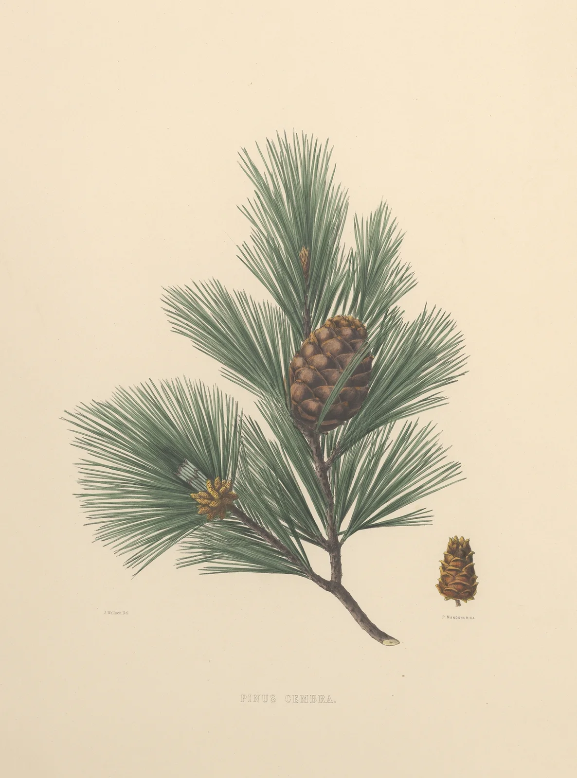 Pinus Cembra av Edward James Ravenscroft