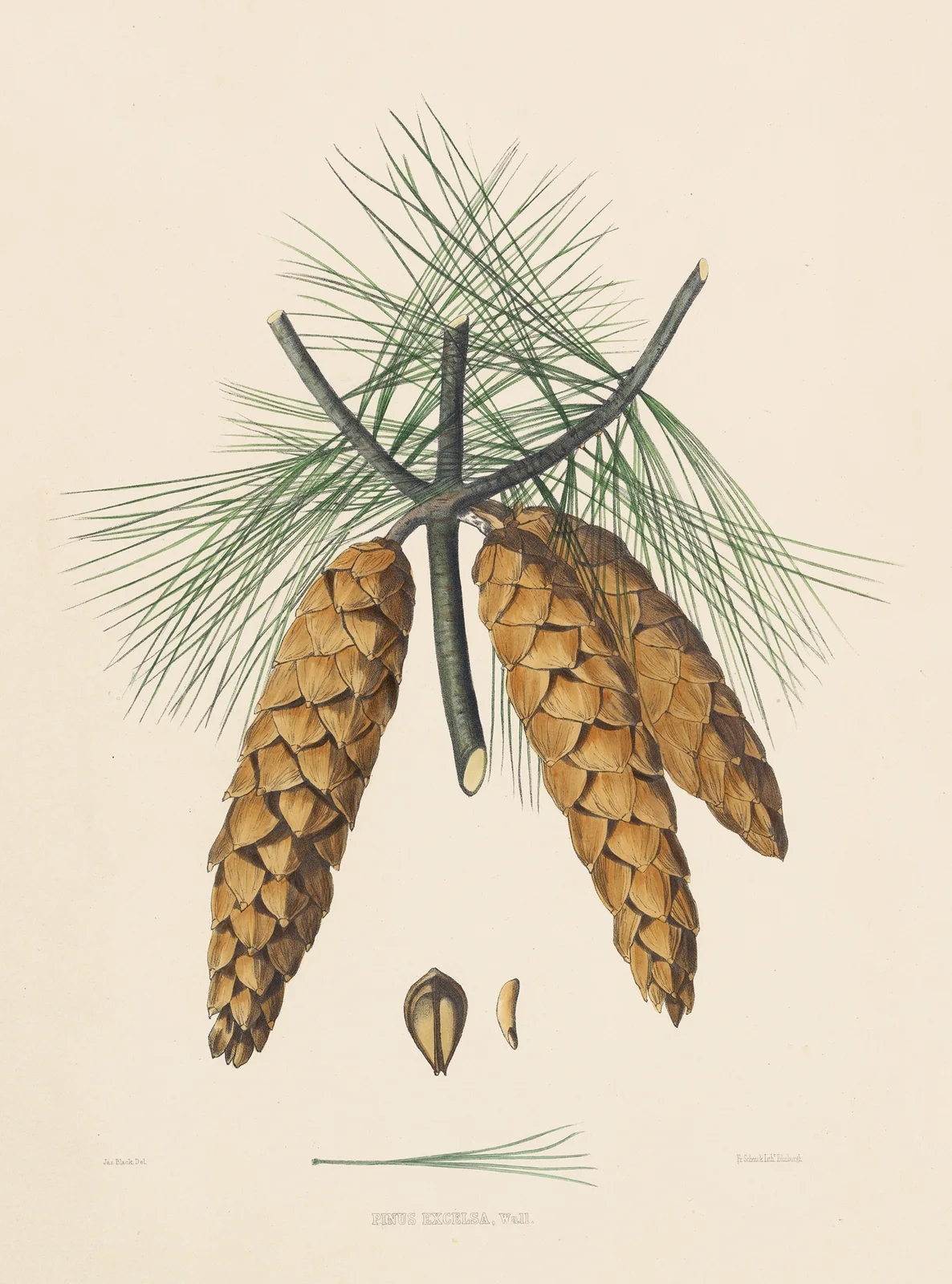Pinus Excelsa av Edward James Ravenscroft