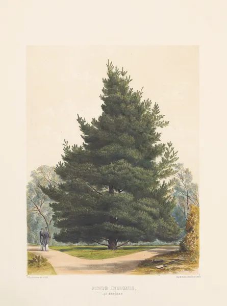 Pinus insignis, 1884 – nr 2 av Edward James Ravenscroft