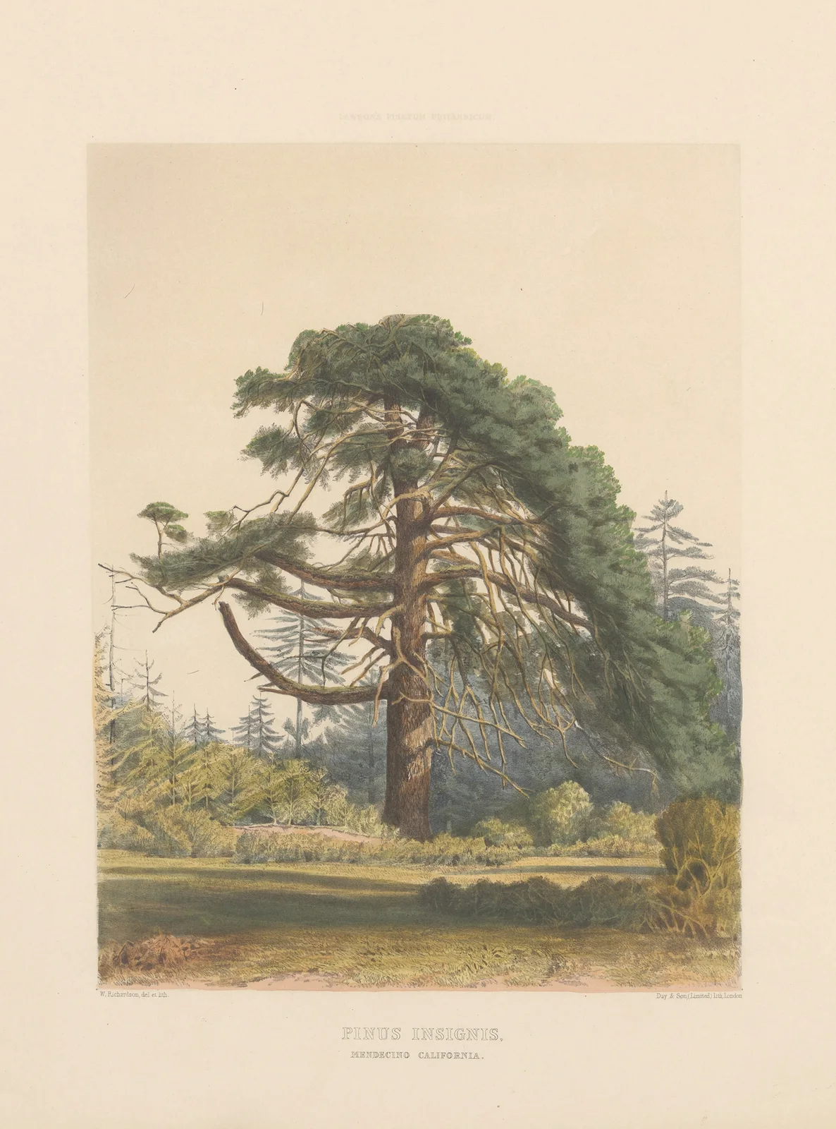 Pinus insignis, 1884 – nr 1 av Edward James Ravenscroft