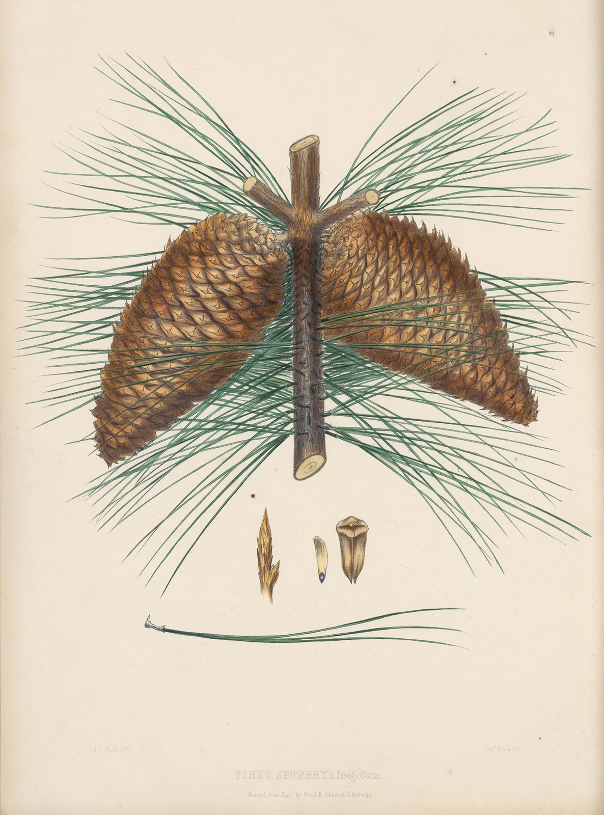 Pinus Jeffreyii av Edward James Ravenscroft