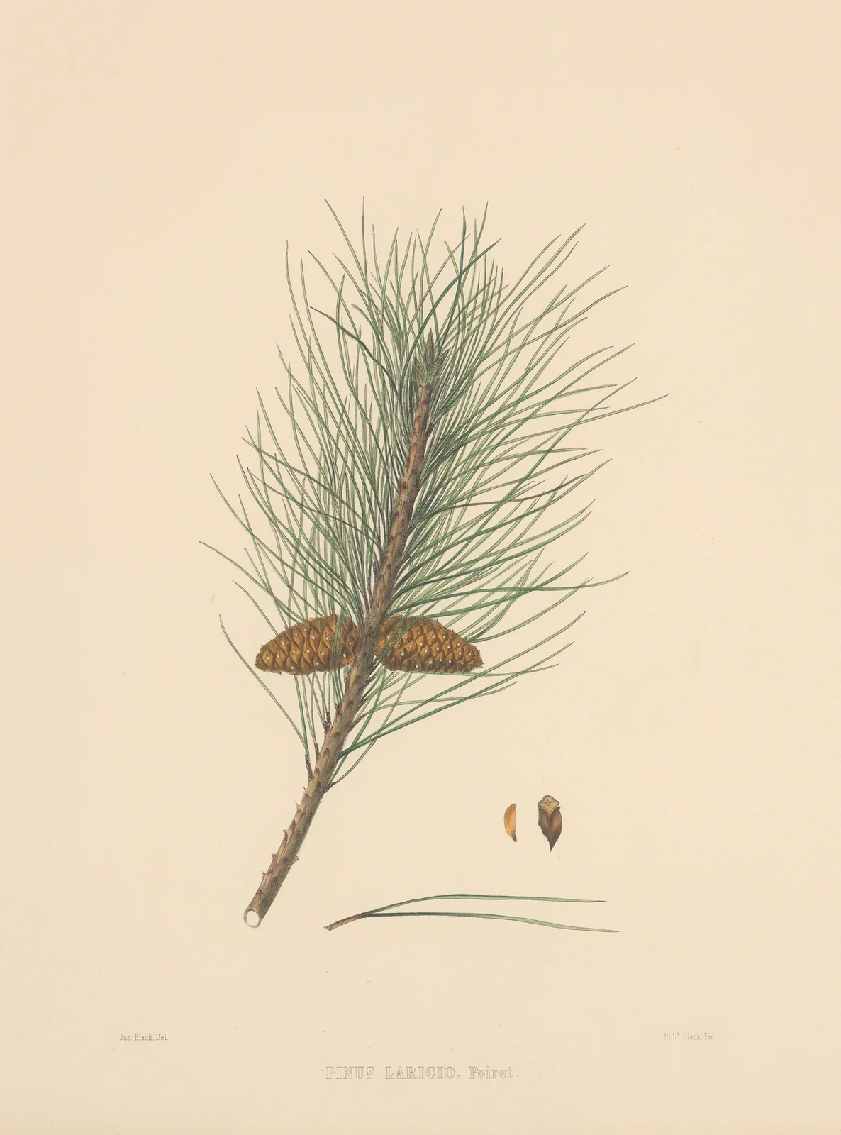Pinus Laricio av Edward James Ravenscroft