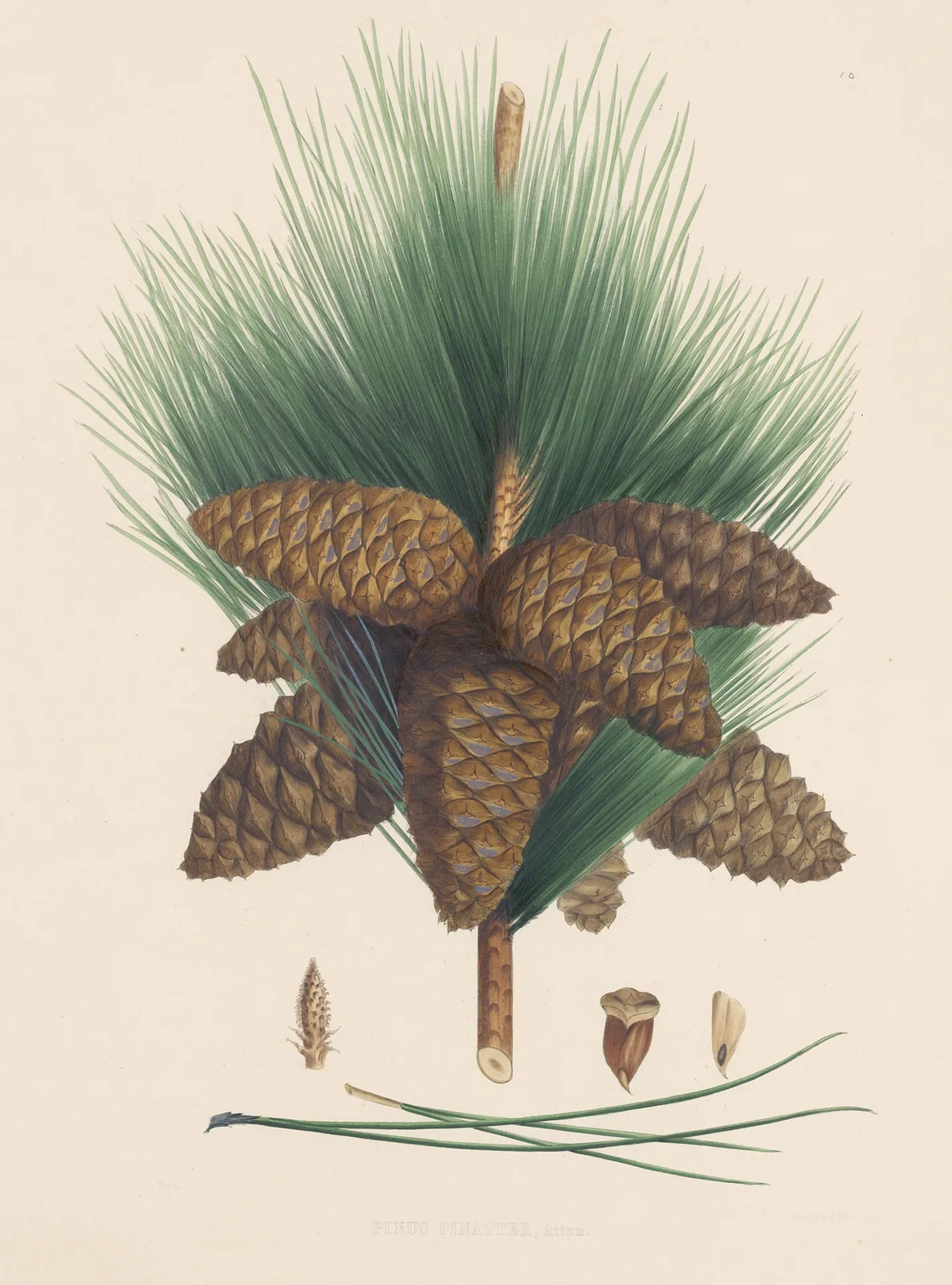 Pinus pinaster av Edward James Ravenscroft