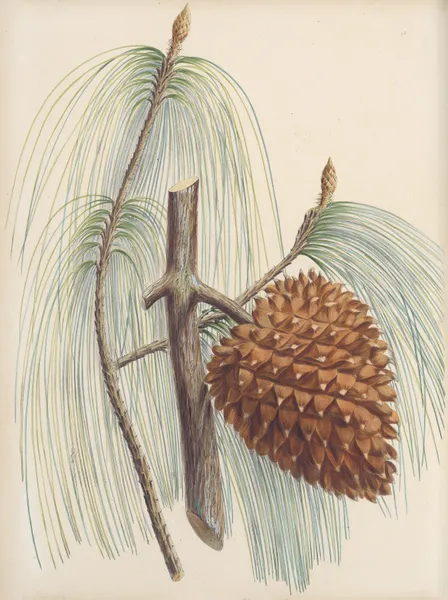 Pinus sabiniana av Edward James Ravenscroft
