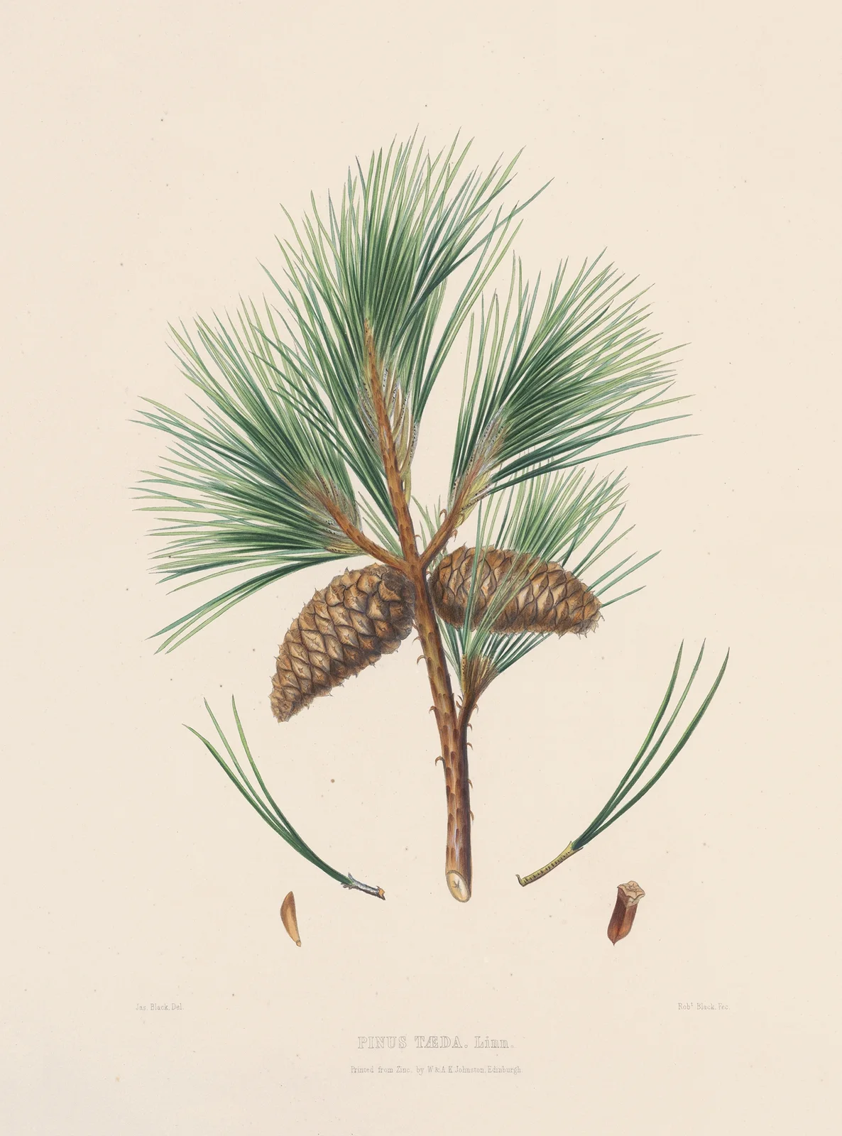 Pinus taeda av Edward James Ravenscroft