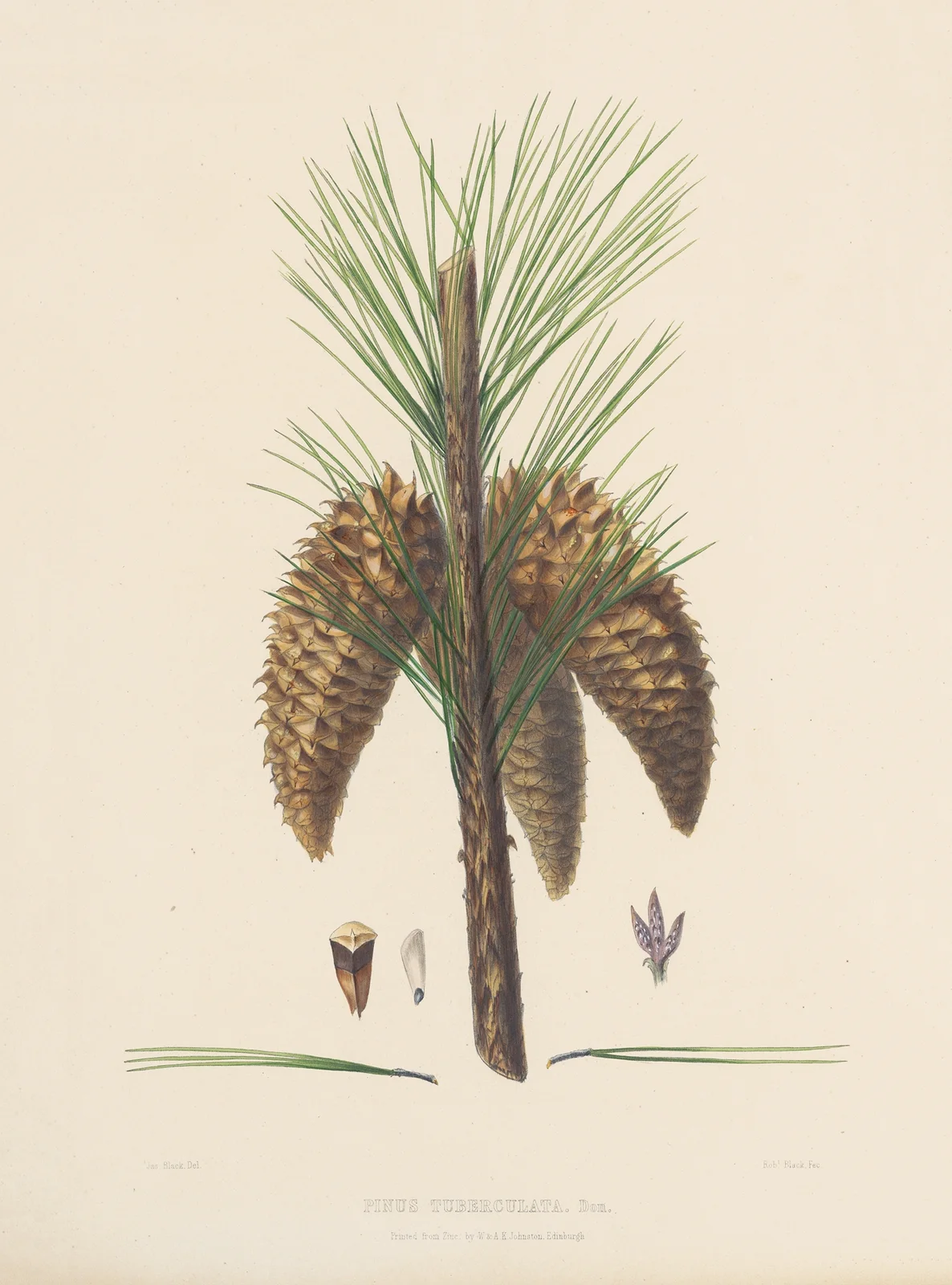 Pinus tuberculata av Edward James Ravenscroft
