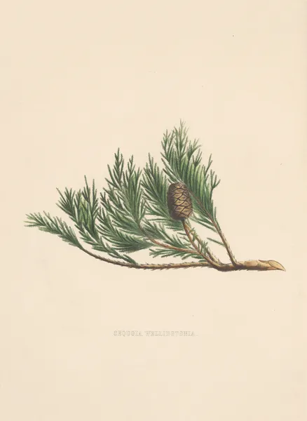 Sequoia wellingtonia av Edward James Ravenscroft