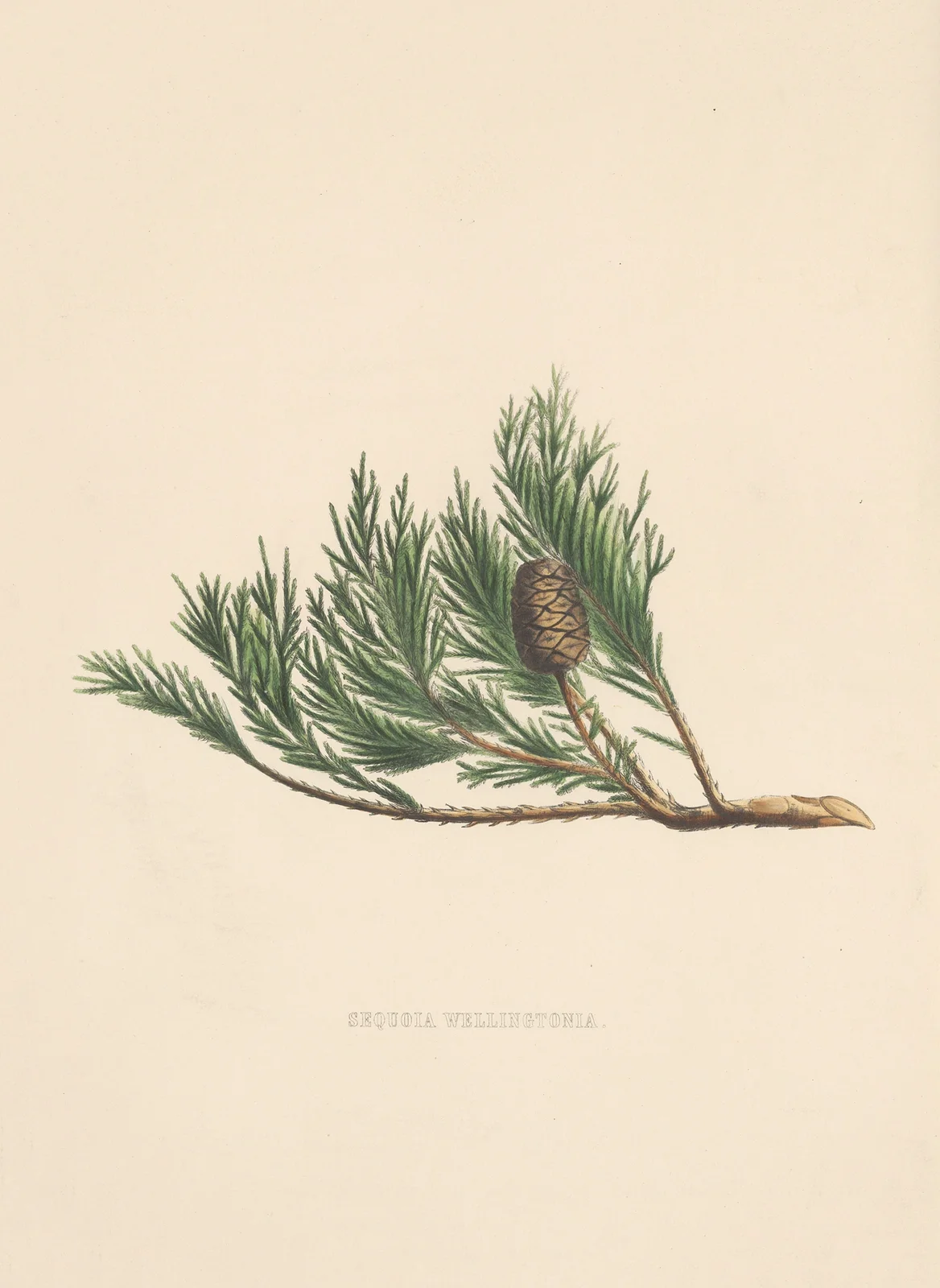 Sequoia wellingtonia av Edward James Ravenscroft