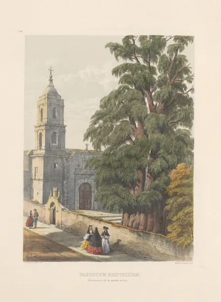 Taxodium Montezumae av Edward James Ravenscroft