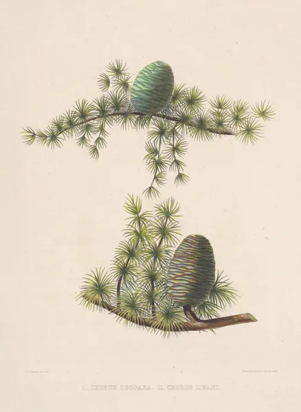 Unripe Cones of Cedrus Deodara and Cedrus Libani av Edward James Ravenscroft