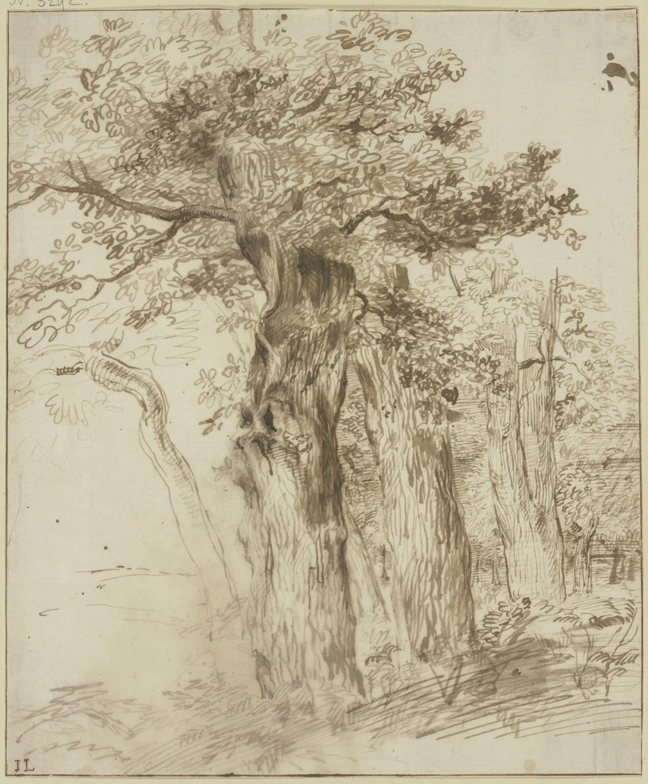 Eine Gruppe von Eichenstämmen av Jan Lievens