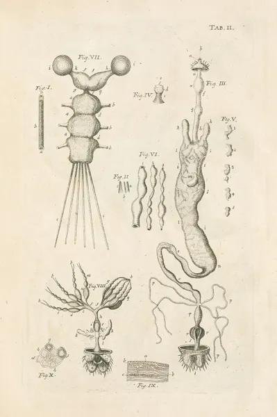 The book of nature, or, The history of insects Pl.02 av Jan Swammerdam