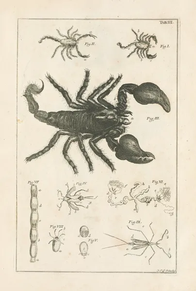 The book of nature, or, The history of insects Pl.03 av Jan Swammerdam