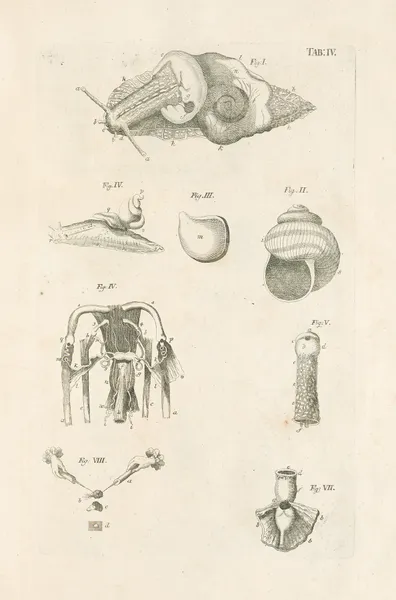 The book of nature, or, The history of insects Pl.04 av Jan Swammerdam