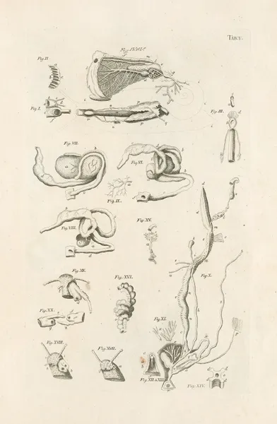 The book of nature, or, The history of insects Pl.05 av Jan Swammerdam