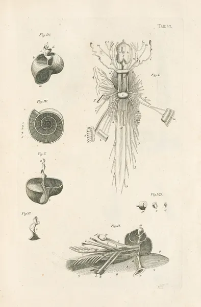 The book of nature, or, The history of insects Pl.06 av Jan Swammerdam