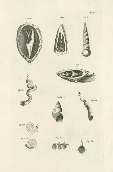 The book of nature, or, The history of insects Pl.07 av Jan Swammerdam
